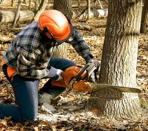 Tree Removal in De Witt, IA